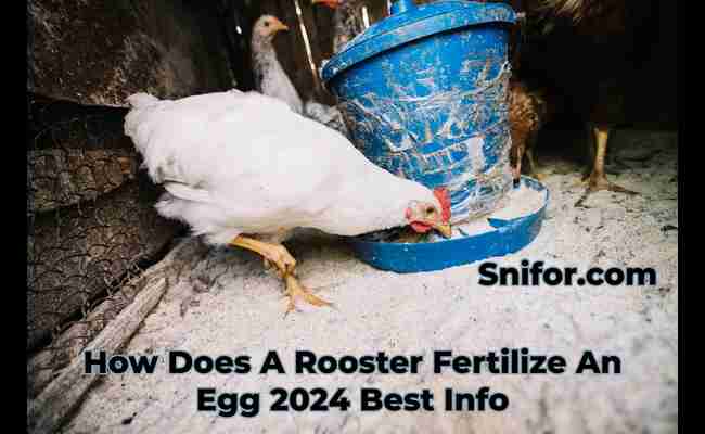 How Does A Rooster Fertilize An Egg 2024 Best Info