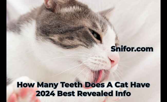 How Many Teeth Does A Cat Have 2024 Best Info