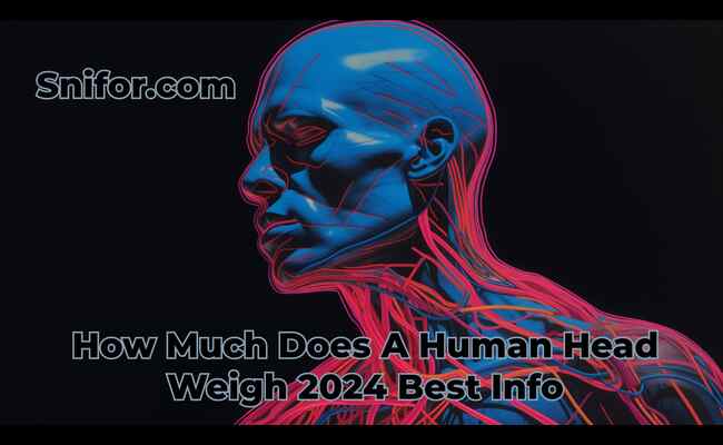 How Much Does A Human Head Weigh 2024 Best Info