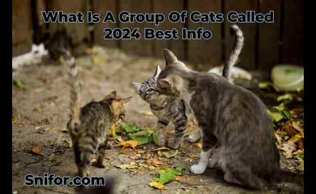 What Is A Group Of Cats Called 2024 Best Info
