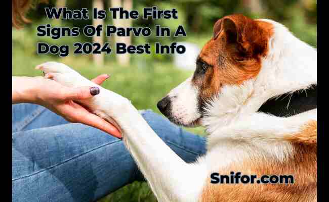 What Is The First Signs Of Parvo In A Dog 2024 Best Info